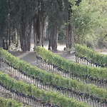 Vakantieboerderij Il Poderuccio Castiglione dʼOrcia